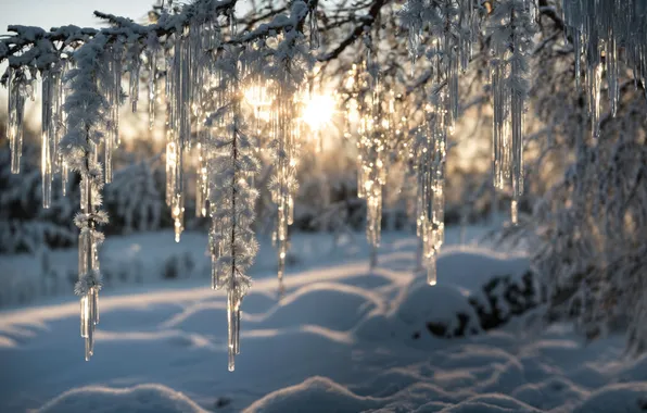 Зима, лес, прозрачность, солнце, лучи, снег, ветки, природа