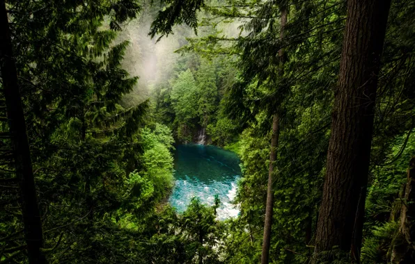 Картинка лес, деревья, горы, природа, туман, озеро, ели, Канада