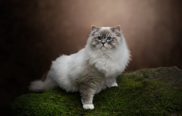 Кошка, кот, взгляд, природа, поза, камень, мох, мордашка