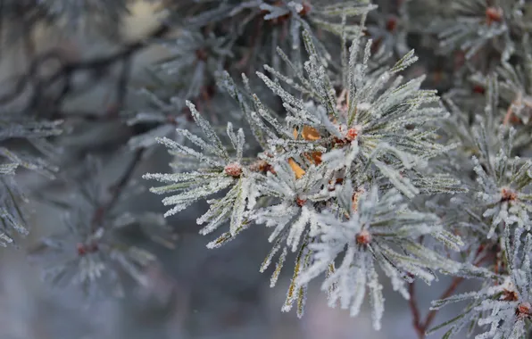 Картинка иней, макро, мороз, сосна, winter, snow, macro, pine