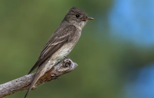 Картинка птица, bird, сучок