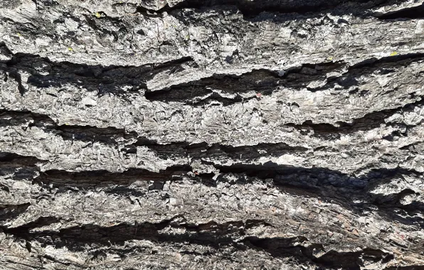 Wallpaper, nature, texture, background, autumn, tree, bark, tree bark