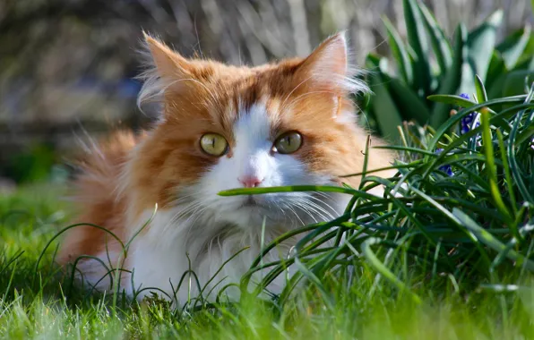 Кошка, трава, кот, взгляд