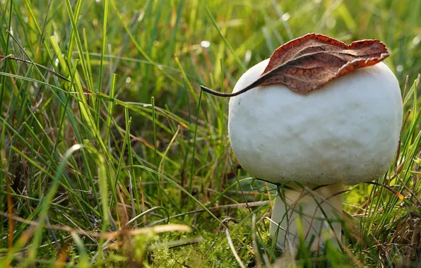 Autumn, leaf, mashroom