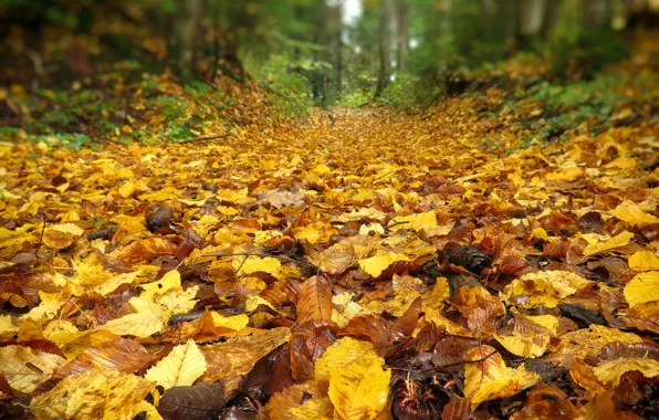 Осень, листья, природа, Nature, листопад, тропинка, yellow, жёлтые