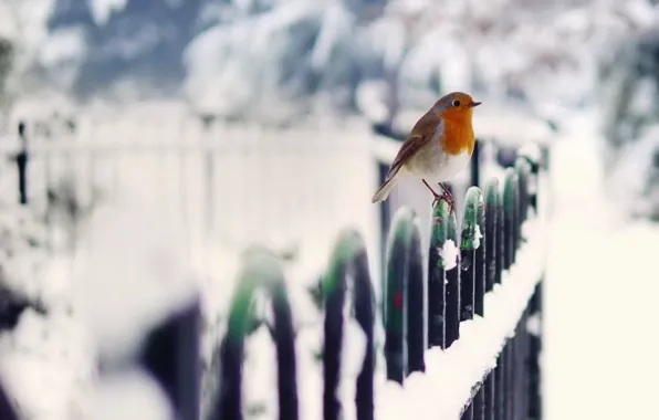 Картинка зима, снег, птица, забор