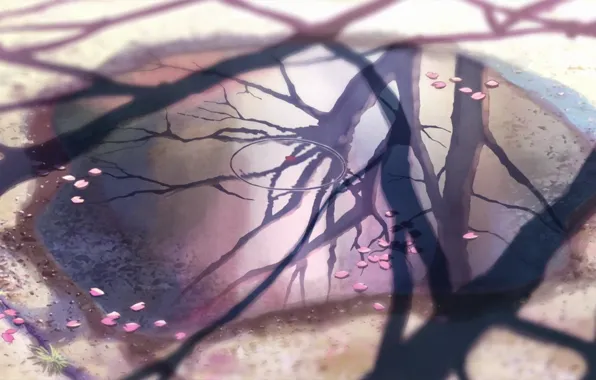 Отражение, 5 сантиметров в секунду, Макото Синкай, листья сакуры.