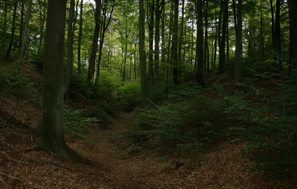 Картинка осень, лес, деревья, листва, forest, trees, Autumn, leaves