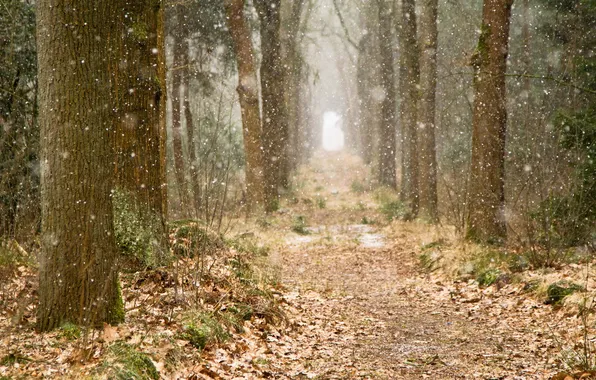 Картинка лес, снег, деревья, природа