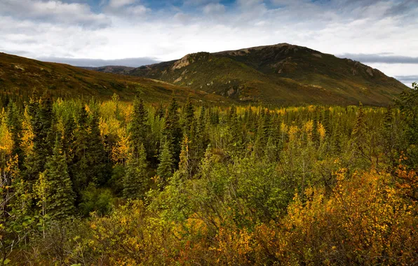 Картинка лес, деревья, горы, США, Alaska, Denali
