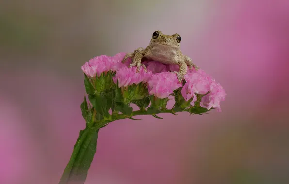 Цветы, лягушка, розовый фон