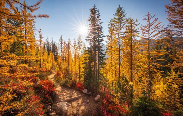 Осень, лес, солнце, деревья, горы, тропа, жёлтые, North Cascades National Park