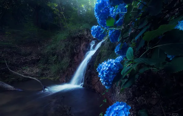 Картинка вода, цветы, природа, река, водопад, поток, гортензия