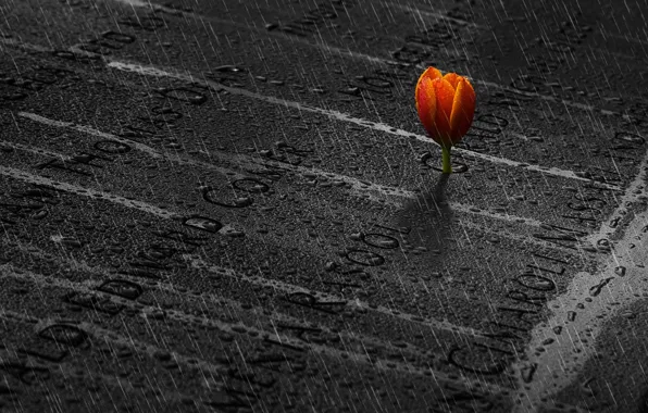 Картинка память, дождь, тюльпан, rain, memory, tulip, Ibrahim Nabeel