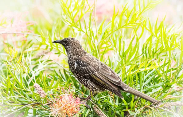 Ветки, природа, птица, медосос, Wattlebird