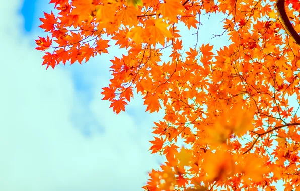 Картинка осень, небо, листья, клен, sky, autumn, leaves, maple