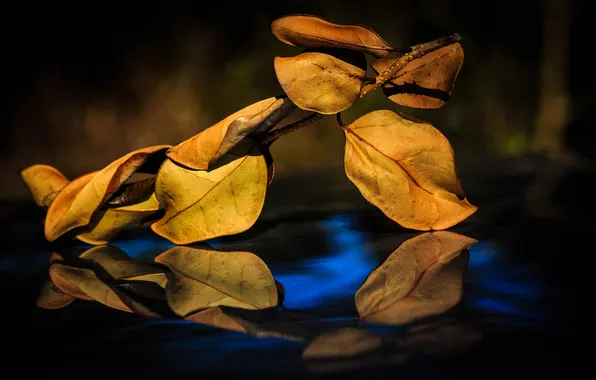 Осень, листья, отражение, ветка