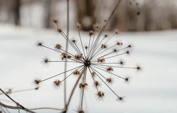 Картинка зима, природа, отдых, растение, прогулка, борщевик