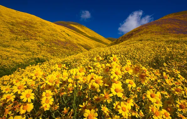 Картинка цветы, холмы, Калифорния, California, Монолопия, Carrizo Plain National Monument