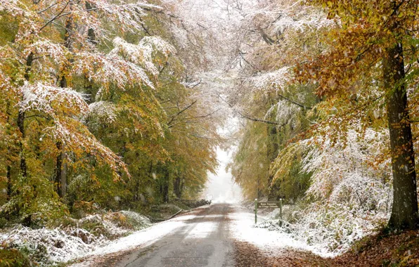 Дорога, осень, лес, снег