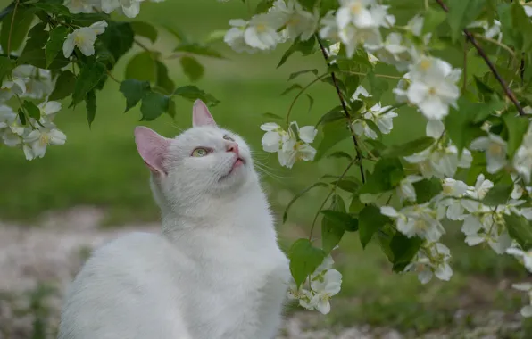 Картинка кошка, природа, белый