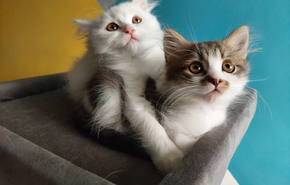 Взгляд, кошки, котята, парочка, позы, два котенка, мордашки, лежанка