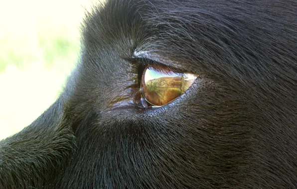 Dog, eye, setter, blega