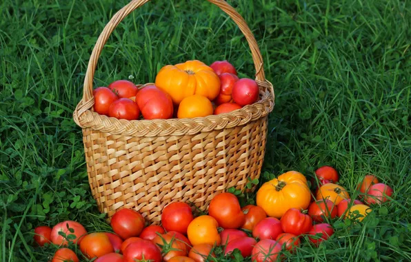 Осень, урожай, помидоры, томаты, витамины, вкусно, дача