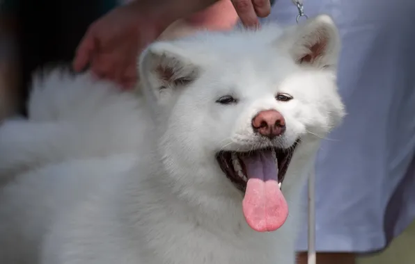 Японская белая собака