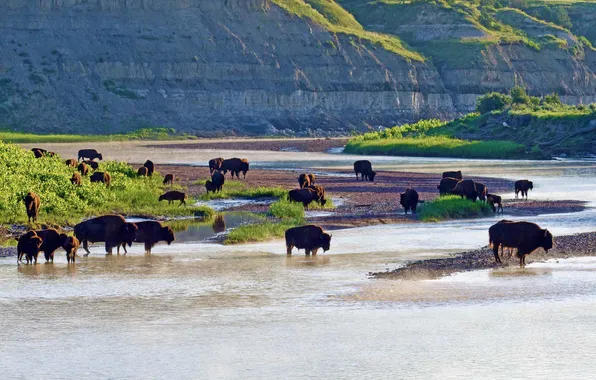 Река, США, Северная Дакота, Theodore Roosevelt National Park, американские бизоны, Малая Миссури