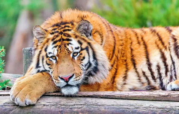 Картинка взгляд, морда, тигр, отдых, лапа, лежит, большая кошка