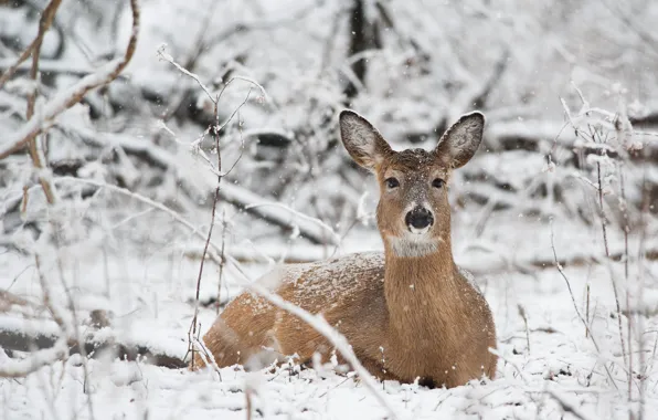 Winter, branches, deer, wildlife, snowing