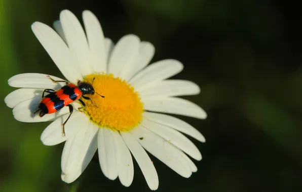 Flower, insect, blooming