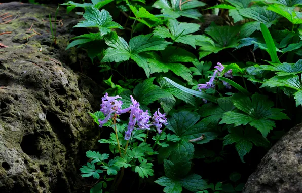 Flower, stones, plant, boulders