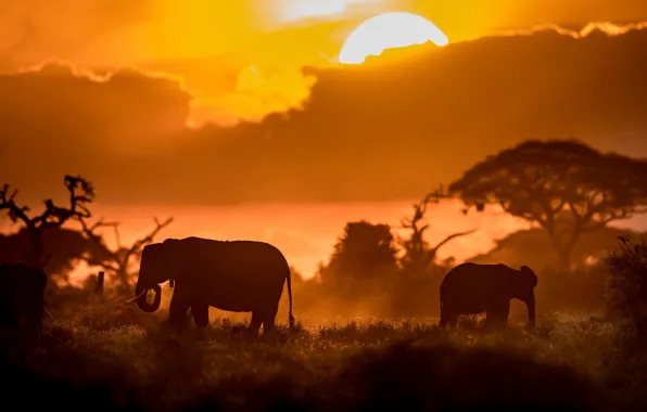 Закат, слоны, Кения