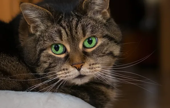 Картинка кот, взгляд, портрет, полосатый