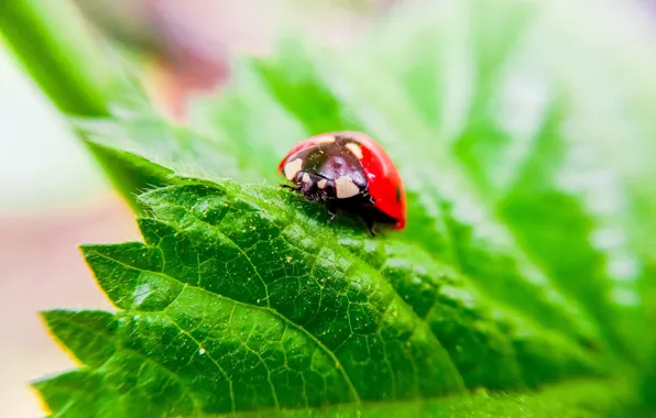 Картинка green, nature, beautiful, ladybug, insect, micro, Eye, insects