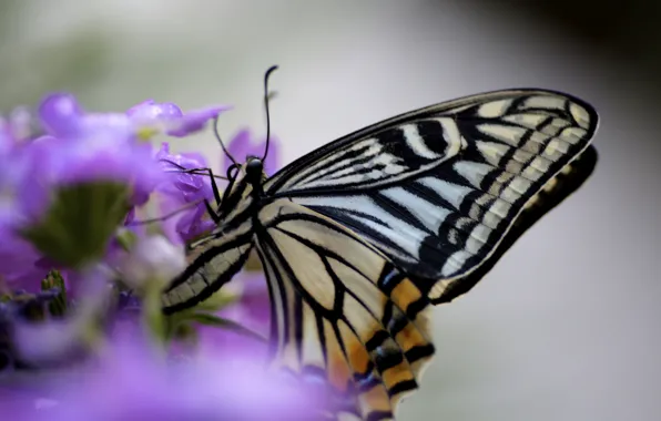 Картинка цветок, сиреневый, бабочка, крылья, насекомое