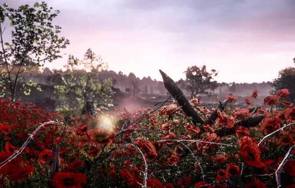 Картинка природа, мак, колючая проволока, Electronic Arts, Battlefield 1