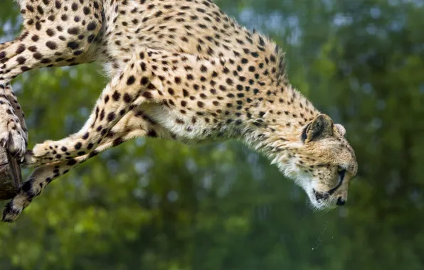 Кошка, прыжок, гепард, ©Tambako The Jaguar