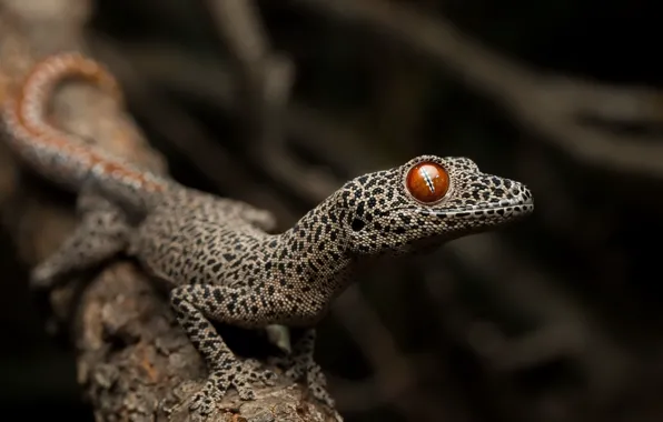 Природа, Strophurus taenicauda, Golden tailed gecko