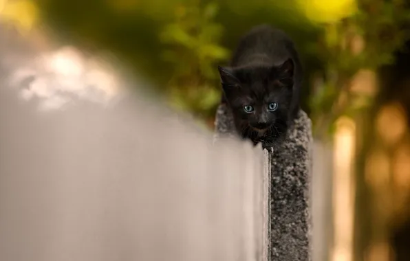 Кошка, котенок, фон, черный, забор, маленький, мордочка, герой
