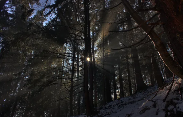 Картинка зима, лес, солнце, лучи, свет, снег, деревья, природа