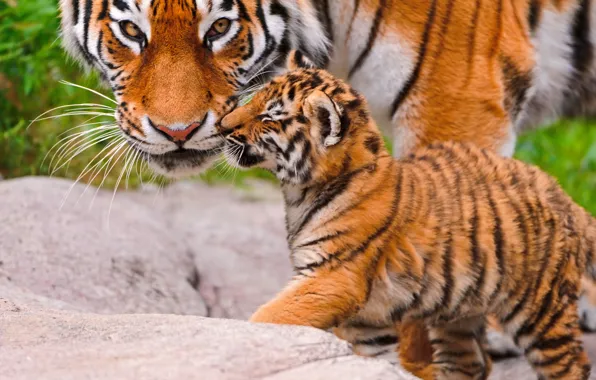 Картинка животные, взгляд, тигрица, tiger, тигренок, большая кошка, hq wallpaper