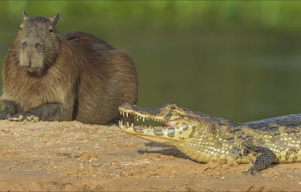 Two, crocodile, Animals, copybara