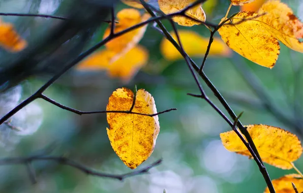 Картинка осень, листья, ветки, дерево