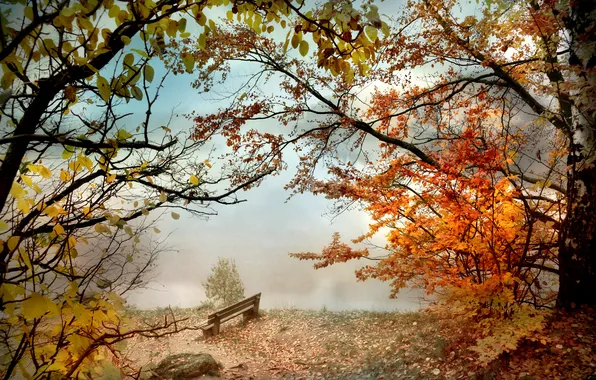 Картинка осень, скамейка, туман, парк