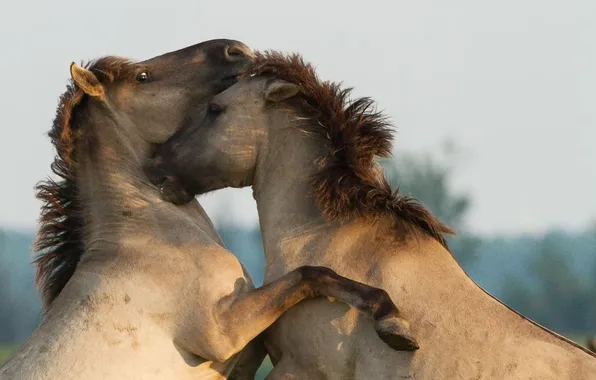 Картинка animals, horses, animal, wild