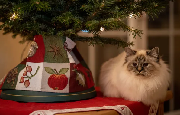 Кошка, кот, взгляд, ветки, ель, полотенце, окно, Рождество