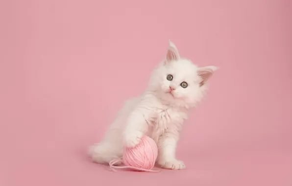 Кошка, белый, взгляд, клубок, поза, котенок, лапки, нитки
